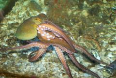 Octopus huttoni